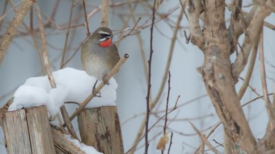 Rubinnktergal [Siberian rubythroat] IMGL9240.jpg