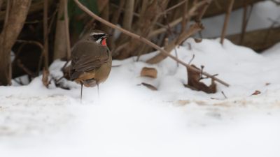 Rubinnktergal [Siberian rubythroat] IMGL9330.jpg