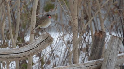 Rubinnktergal [Siberian rubythroat] IMGL9399.jpg