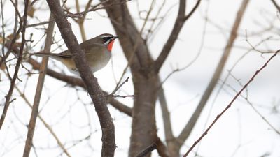 Rubinnktergal [Siberian rubythroat] IMGL9466.jpg