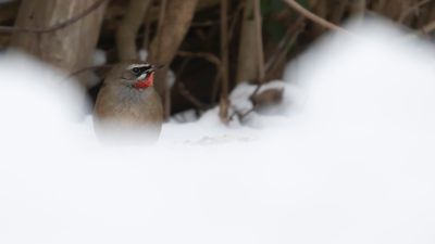 Rubinnktergal [Siberian rubythroat] IMGL9536.jpg