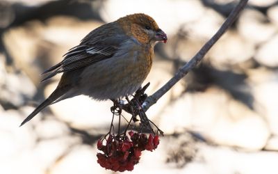 Tallbit (Pine grosbeak] IMGL9727.jpg