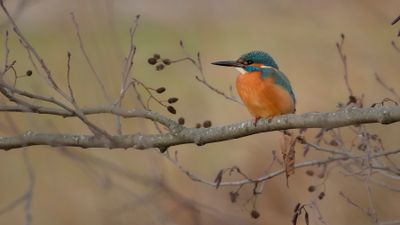 Kungsfiskare [Common Kingfisher] IMGL9966.jpg