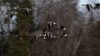 Blsgs [Greater White-fronted Goose] IMGL0221.jpg
