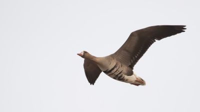 Blsgs [Greater White-fronted Goose] IMGL0243.jpg
