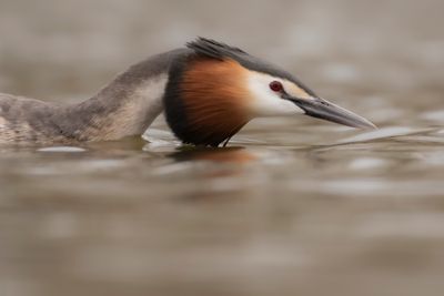 Skggdopping [Great Crested Grebe] IMGL0423.jpg
