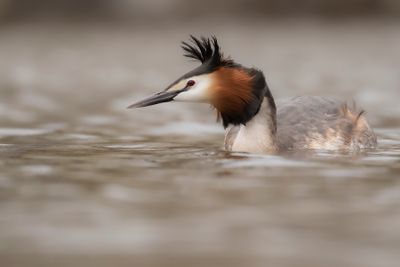 Skggdopping [Great Crested Grebe] IMGL0430.jpg