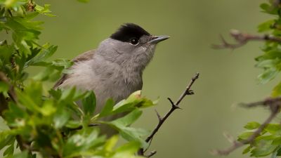Svarthtta [Blackcap] IMGL1213.jpg