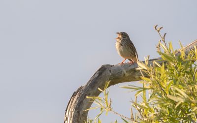 Kornsparv [Corn Bunting] IMGL1400.jpg
