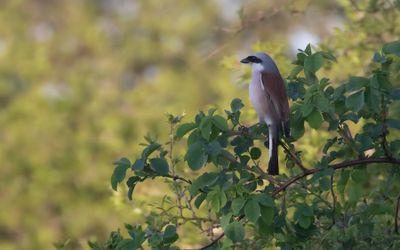 Trnskata [Red-backed Shrike] IMGL1539.jpg