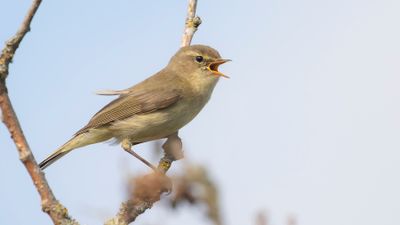 Lvsngare [Willow Warbler] IMGL1902.jpg