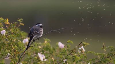 Sdesrla [White Wagtail] IMGL2289.jpg