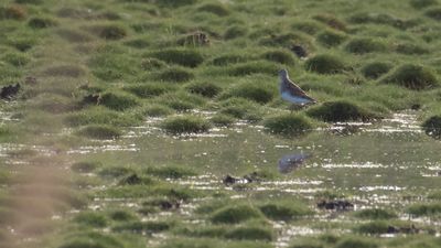 Tuvsnppa [Pectoral Sandpiper] IMGL2317.jpg