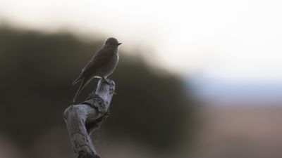 Gr flugsnappare [Spotted Flycatcher] IMGL2528.jpg