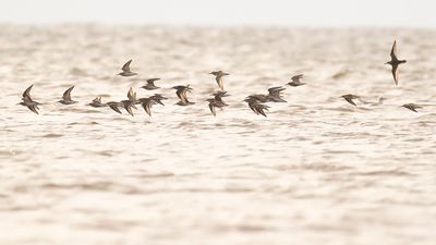 Krrsnppa  [Dunlin] IMGL4110.jpg