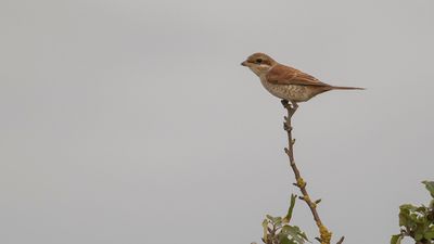 Trnskata [Red-backed Shrike] IMGL4167.jpg