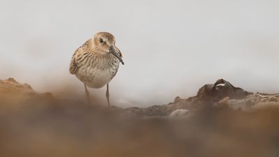 Krrsnppa  [Dunlin] IMGL4324.jpg