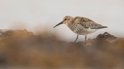 Krrsnppa  [Dunlin] IMGL4344.jpg