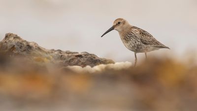 Krrsnppa  [Dunlin] IMGL4358.jpg
