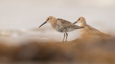 Krrsnppa  [Dunlin] IMGL4386.jpg