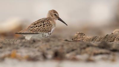 Krrsnppa  [Dunlin] IMGL4426.jpg