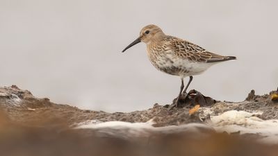 Krrsnppa  [Dunlin] IMGL4437.jpg