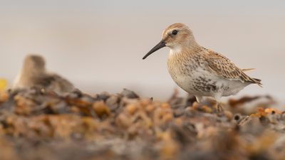 Krrsnppa  [Dunlin] IMGL4483.jpg