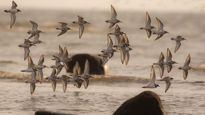 Krrsnppa  [Dunlin] IMGL4601.jpg