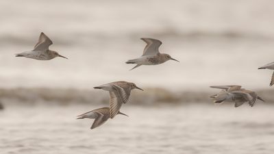 Krrsnppa  [Dunlin] IMGL4640.jpg