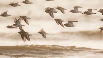 Krrsnppa  [Dunlin] IMGL4685.jpg