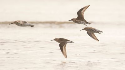 Krrsnppa  [Dunlin] IMGL4719.jpg