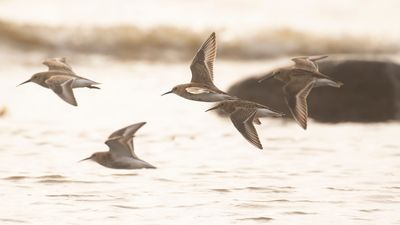Krrsnppa  [Dunlin] IMGL4722.jpg