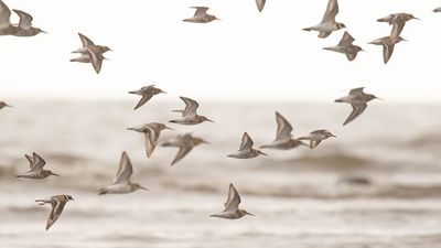 Krrsnppa  [Dunlin] IMGL4773.jpg