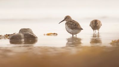 Krrsnppa  [Dunlin] IMGL4828.jpg
