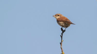 Trnskata [Red-backed Shrike] IMGL4572.jpg