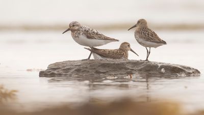 Sandlpare [Sanderling] IMGL4831.jpg