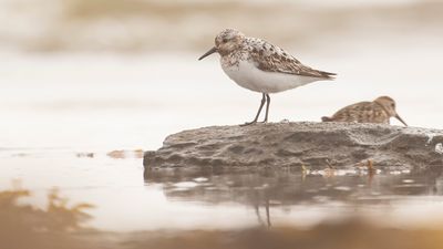 Shorebirds