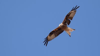 Rd glada [Red Kite] IMGL2759.jpg