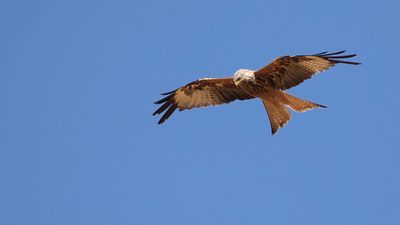 Rd glada [Red Kite] IMGL2772.jpg