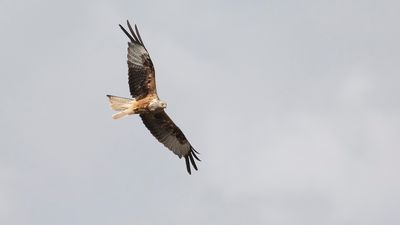 Rd glada [Red Kite] IMGL2831.jpg