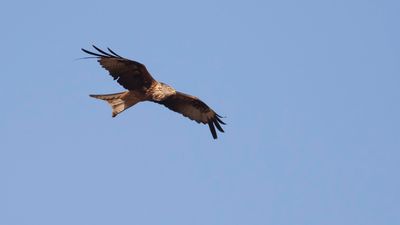 Rd glada [Red Kite] IMGL2924.jpg