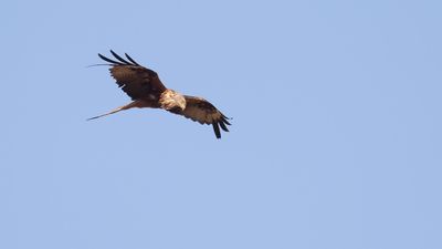 Rd glada [Red Kite] IMGL2929.jpg