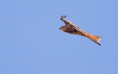 Rd glada [Red Kite] IMGL3361.jpg