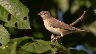 Trdgrdssngare [Garden warbler] IMGL3130.jpg