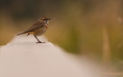 Blhake [Bluethroat] IMGL4855.jpg