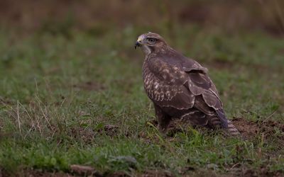 Ormvrk [Common Buzzard] IMGL4924.jpg