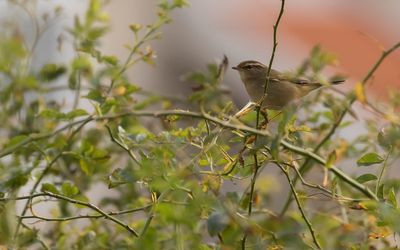 Brunsngare [Dusky warbler] IMGL5022.jpg