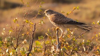 Tornfalk [Common Kestrel] IMGL5135.jpg