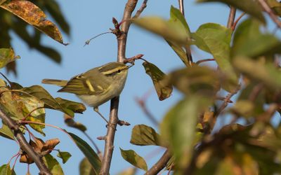 Kungsfgelsngare [Pallas's leaf warbler] IMGL5364.jpg