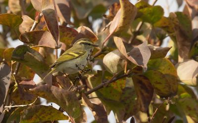 Kungsfgelsngare [Pallas's leaf warbler] IMGL5412.jpg